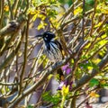 New Holland honeyeater bird on the branch