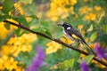 New Holland Honeyeater Bird With Colourful Flowers