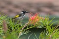 New Holland Honeyeater bird perching on a branch of Grevillea spider