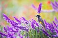 New Holland Honeyeater Foraging In Mexican Bush Sage