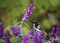 New Holland Honeyeater in Mexican Bush Sage