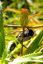 New Holland Honeyeater