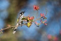 New Holland Honeyeater Singing In Flowering Tree