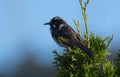 New Holland Honeyeater in Tasmania