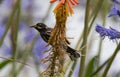 New Holland Honeyeater in Tasmania