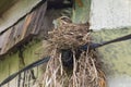New home. A bird in a new nest hatches eggs