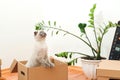 New home concept. Boxes, toys and pet in empty room. Moving house day Royalty Free Stock Photo