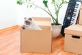 New home concept. Boxes, toys and pet in empty room. Moving house day Royalty Free Stock Photo