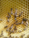 New honeycomb with honey and working bees