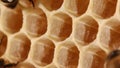 New honeycombs created with wax honeycombs have same dimensions and a strong focus.