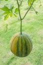 New hybrid watermelon hanging on the vine