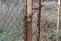 New-ish padlock on old rusty fence gate