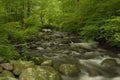 New Jersey Forest River Royalty Free Stock Photo