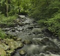 New Jersey Forest Stream Royalty Free Stock Photo