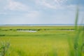 new jersey green swamp by the edge of the sea