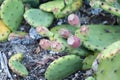 New Jersey Native prickly pear cactus at Higbee Beach in Cape May by the shore, close