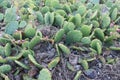New Jersey Native prickly pear cactus at Higbee Beach in Cape May by the shore