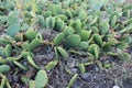 New Jersey Native prickly pear cactus at Higbee Beach in Cape May by the shore