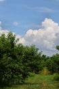 New Jersey Peach Field