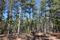 New Jersey Pine Barrens Royalty Free Stock Photo