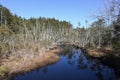 New Jersey Pine Barrens Royalty Free Stock Photo
