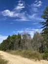 New Jersey Pine Barrens Sand Road