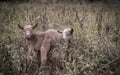 New kids on the block...The two days old baby goats. Royalty Free Stock Photo