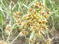 NEW KIND OF CYPERUS INFLORESCENCES WITH BEAUTIFUL SPIKES FLOWER