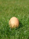 New Laid Egg Royalty Free Stock Photo