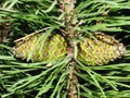 Selective focus young fir cone on branch with light green needles on blurred background of green trees. Natural background.New lar Royalty Free Stock Photo