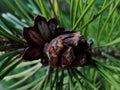 Selective focus young fir cone on branch with light green needles on blurred background of green trees. Natural background.New lar Royalty Free Stock Photo