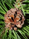 Selective focus young fir cone on branch with light green needles on blurred background of green trees. Natural background.New lar Royalty Free Stock Photo