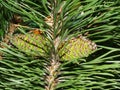 Selective focus young fir cone on branch with light green needles on blurred background of green trees. Natural background.New lar Royalty Free Stock Photo