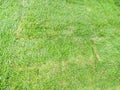 New lawn created with green turf Royalty Free Stock Photo