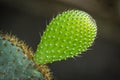 New leaf on cactus against dark background