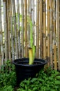 New leaf close up in plant nursery Colocasia Esculenta