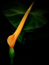 New leaf emerging with pink stem from Elephant ear plant.