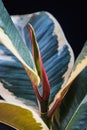 New leaf forming on Ficus Elastica `Tineke`.
