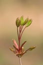 New leaf on maple tree at spring Royalty Free Stock Photo