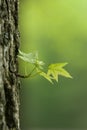 New Leaf - Spring Royalty Free Stock Photo