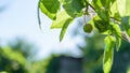 New leaf and sun ray green apple bokeh background Royalty Free Stock Photo