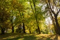 New leaf and sun ray. Summer nature. Sunlight in trees of green forest Royalty Free Stock Photo