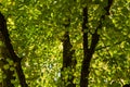 New leaf and sun ray. Summer nature. Sunlight in trees of green forest Royalty Free Stock Photo