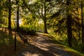 New leaf and sun ray. Summer nature. Sunlight in trees of green forest Royalty Free Stock Photo