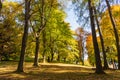 New leaf and sun ray. Summer nature. Sunlight in trees of green forest Royalty Free Stock Photo