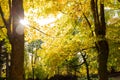 New leaf and sun ray. Summer nature. Sunlight in trees of green forest Royalty Free Stock Photo