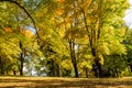 New leaf and sun ray. Summer nature. Sunlight in trees of green forest Royalty Free Stock Photo