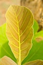 New leaf of Teak. Royalty Free Stock Photo