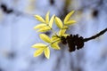 New leafs sprouting on tree branch this spring season. Beautiful light green color leafs with direct sunlight. Royalty Free Stock Photo