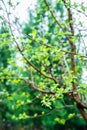 New leaves on aplle tree in the garden